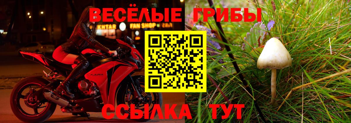 Псилоцибиновые грибы прущие грибы  Вход с VPN  Аксай  Псилоцибиновые грибы Psilocybe 